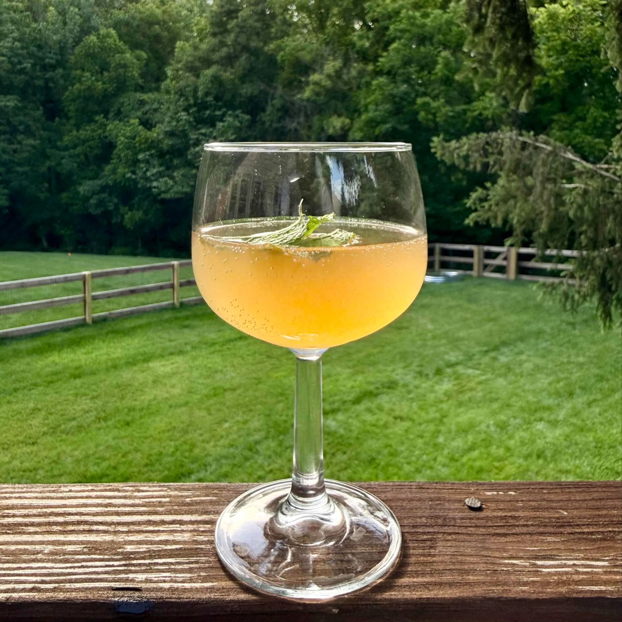 Old Cuban cocktail of sparkling rum, lime, and champagne in a stemmed glass with a mint garnish, photographed outdoors